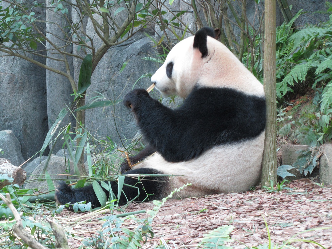 Ein Pandabär im Zoo in Singapur.