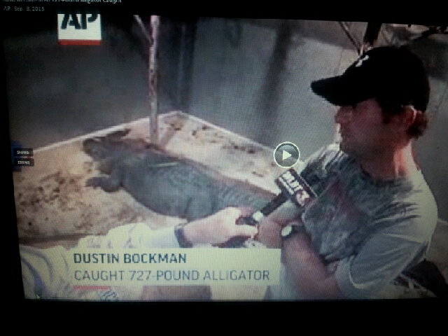 Erfolgreiche Jagd am Labor Day: Ein erlegter Riesen-Alligator wird als Trophäe dem lokalen Fernsehen präsentiert.