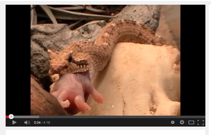 Die nordamerikanische Wüstenschlange Crotalus cerastes cercobombus beim Fressen einer Speckratte.