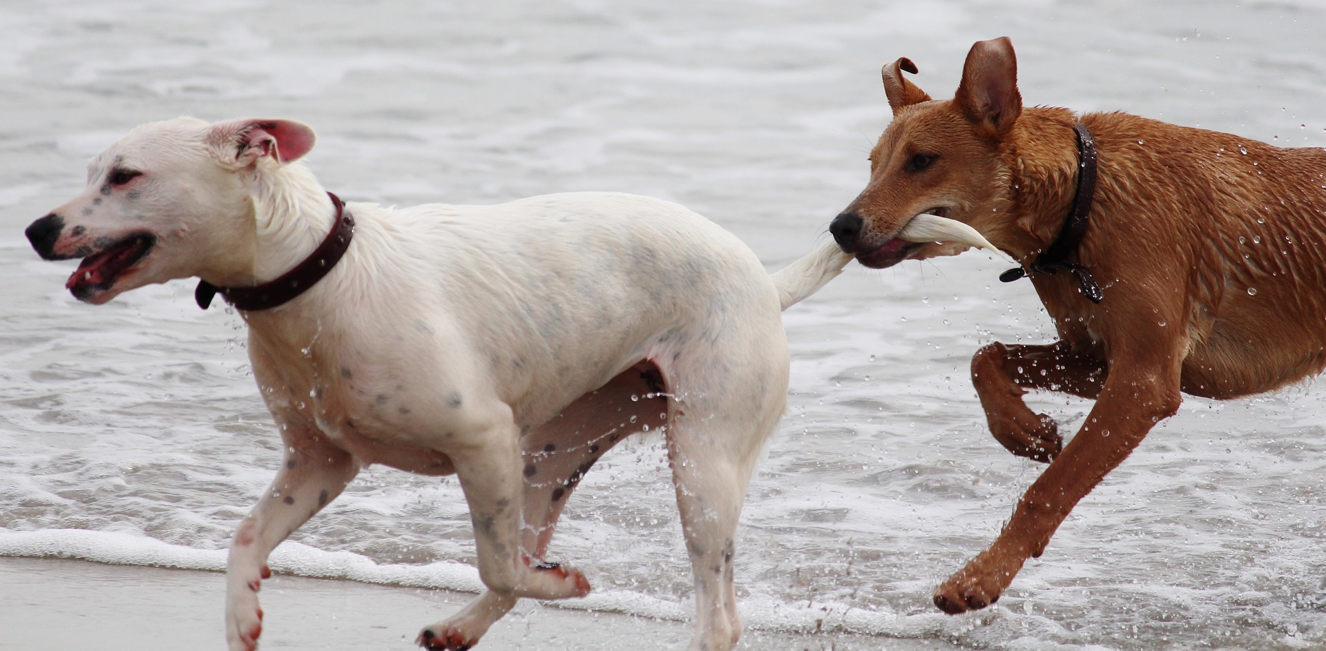 Legal ist es in Deutschland auf jeden Fall, sich gegen angreifende Hunde mit Pfefferspray zu schützen.