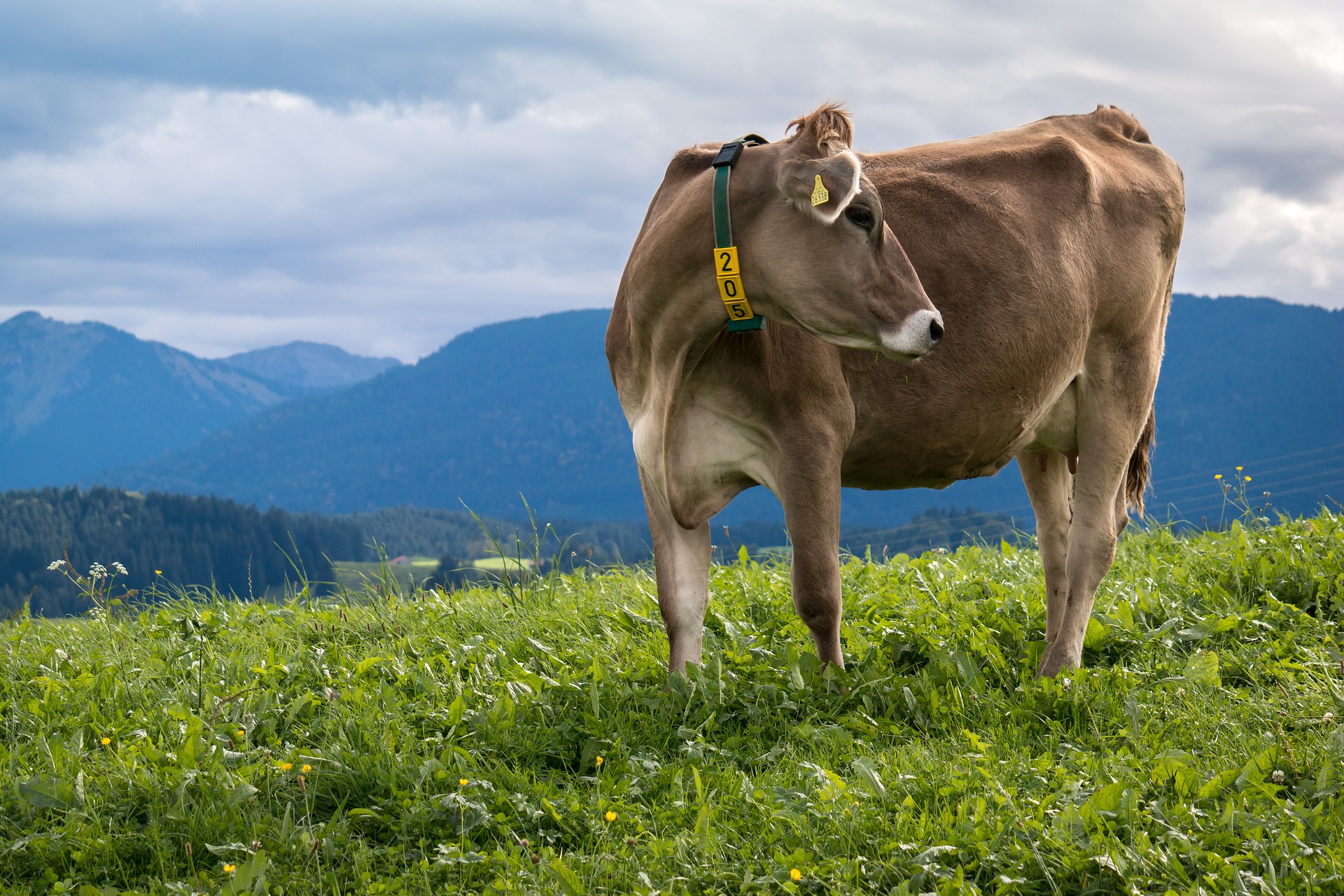 Milchprodukte sind gut gegen Krebs, vor allem das darin enthaltene Nisin. Aber: Die Dosis ist viel zu gering, sagen Forscher.