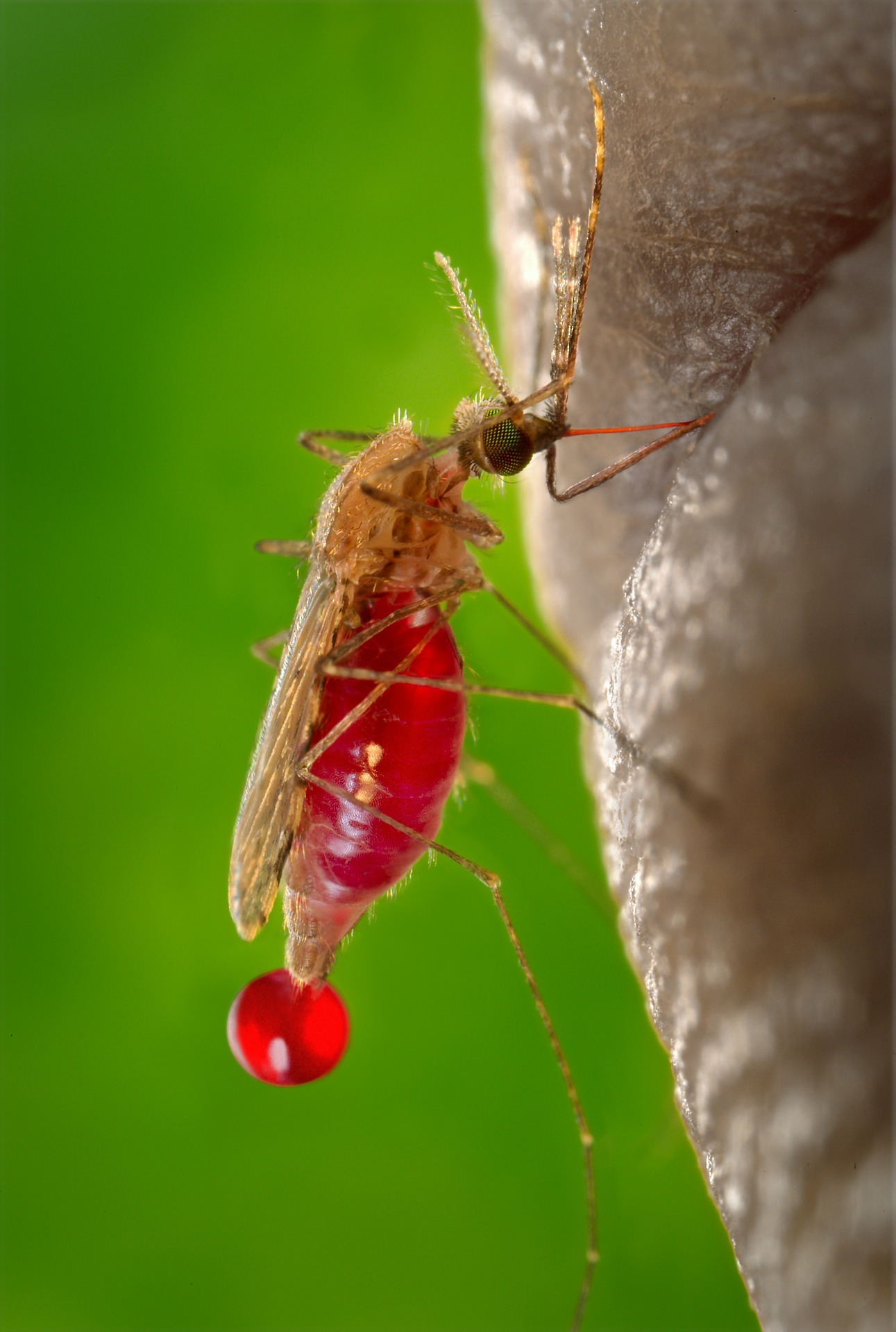 Malaria Impfstoff RTS,S Wird Zum Ersten Mal In Afrika Getestet
