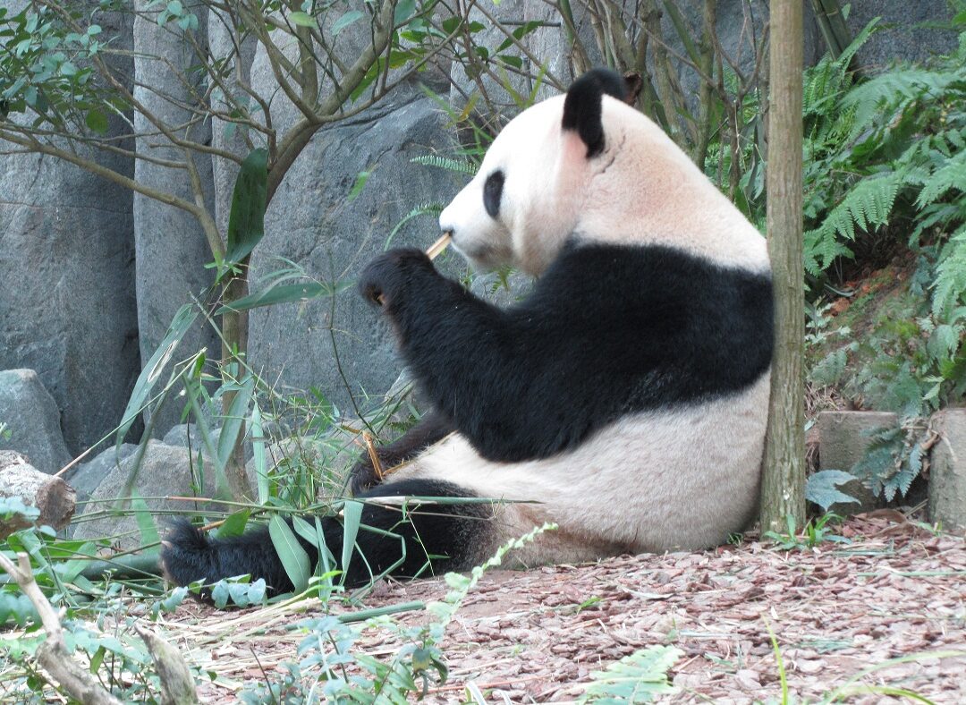 Ein Pandabär im Zoo in Singapur.