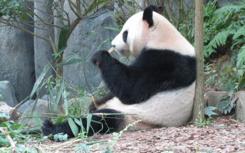 Ein Pandabär im Zoo in Singapur.