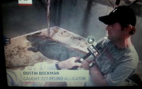 Erfolgreiche Jagd am Labor Day: Ein erlegter Riesen-Alligator wird als Trophäe dem lokalen Fernsehen präsentiert.