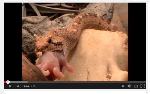Die nordamerikanische Wüstenschlange Crotalus cerastes cercobombus beim Fressen einer Speckratte.