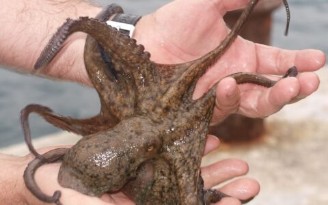 Die Krake erinnert viele an Aliens, Außerirdische. Ihre Intelligenz gilt als hoch.