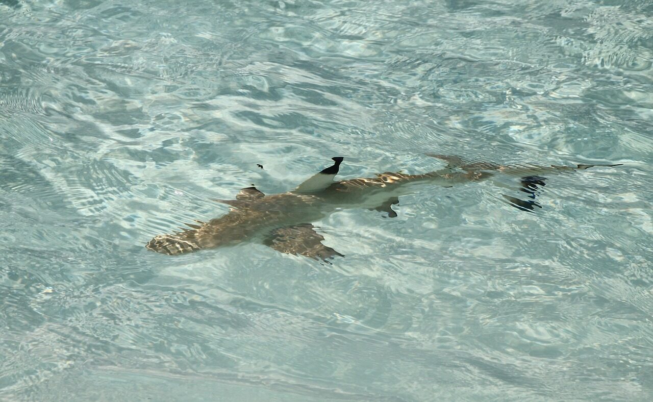 Schon dieser eher kleine Hai auf den Malediven kann lebensgefährlich angreifen und Arme oder Beine abbeißen. Deshalb: Wer einen Hai sieht muss umgehend aus dem Wasser.