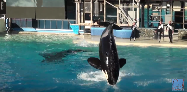 Die weltberühmte Shamu-Show in San Diego.