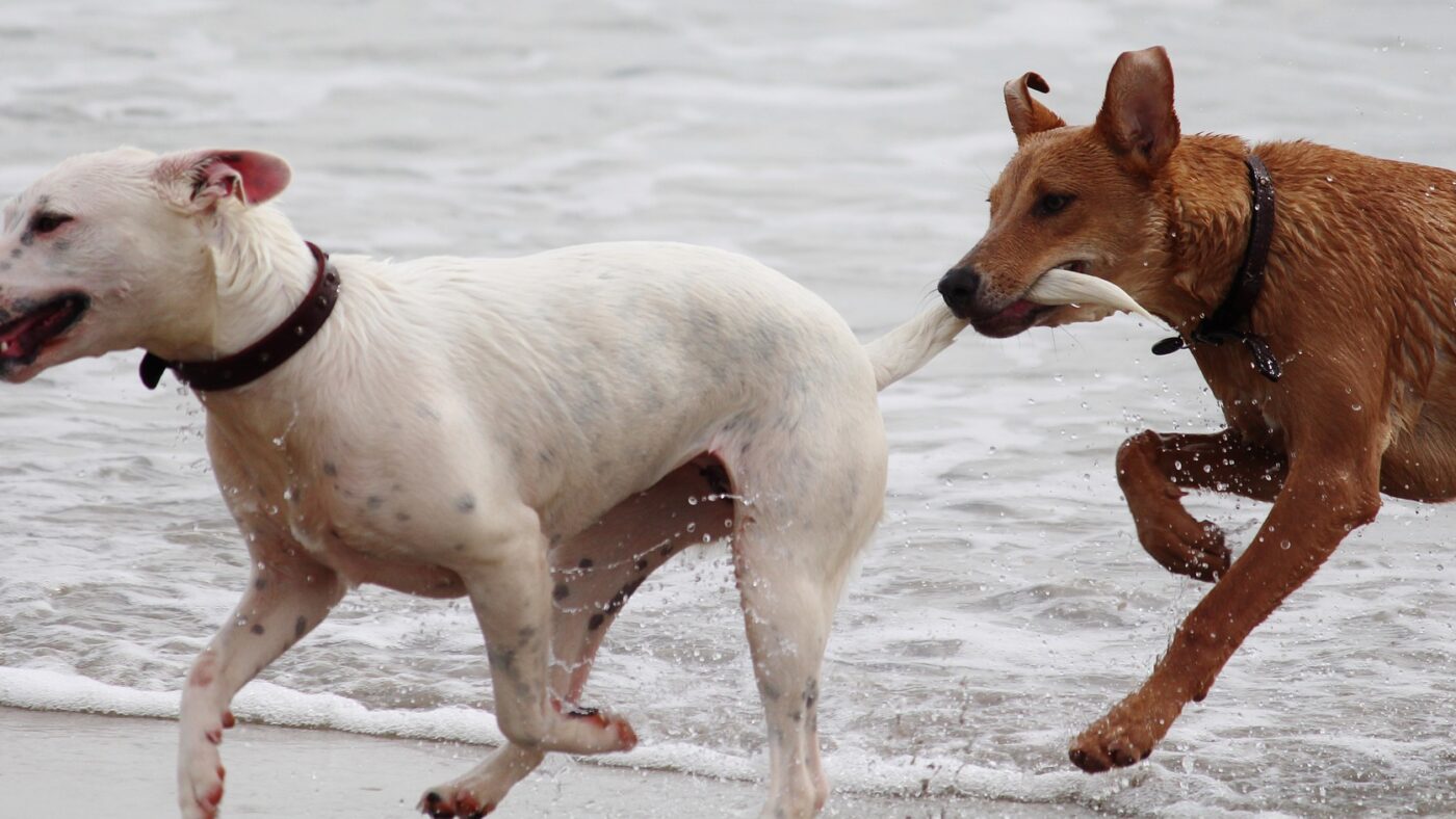 Legal ist es in Deutschland auf jeden Fall, sich gegen angreifende Hunde mit Pfefferspray zu schützen.
