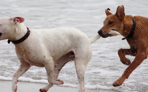 Legal ist es in Deutschland auf jeden Fall, sich gegen angreifende Hunde mit Pfefferspray zu schützen.