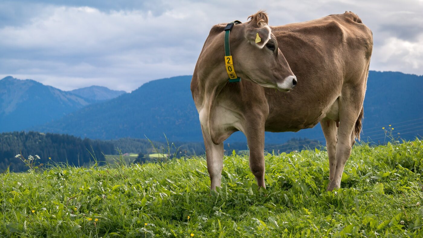 Milchprodukte sind gut gegen Krebs, vor allem das darin enthaltene Nisin. Aber: Die Dosis ist viel zu gering, sagen Forscher.