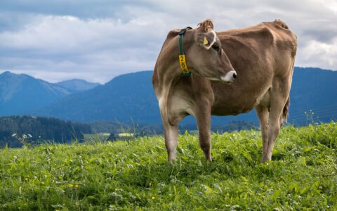 Milchprodukte sind gut gegen Krebs, vor allem das darin enthaltene Nisin. Aber: Die Dosis ist viel zu gering, sagen Forscher.
