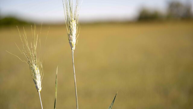Zwei duenne Getreideaehren vor einem trockenen, hellgelben Feld in Lassee im Marchfeld in Niederoesterreich