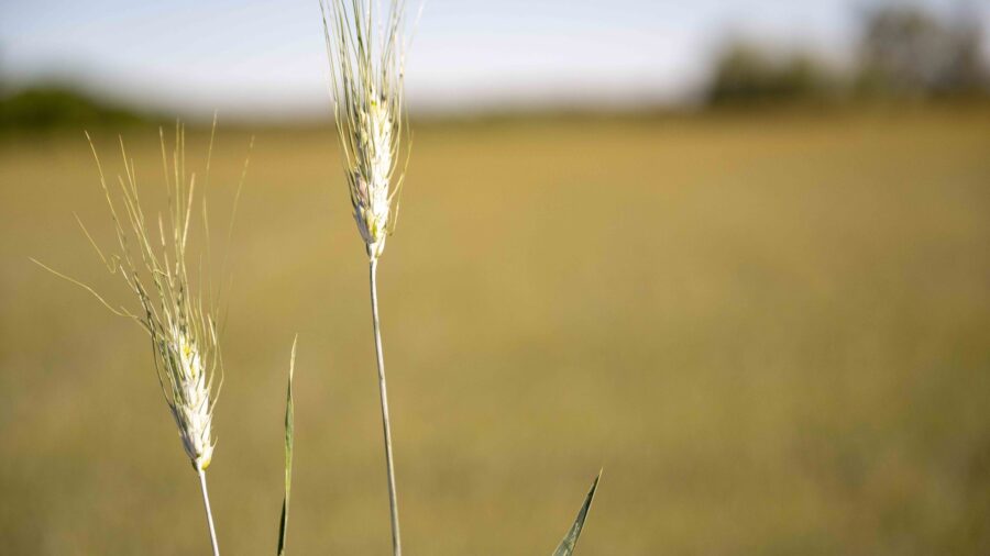 Zwei duenne Getreideaehren vor einem trockenen, hellgelben Feld in Lassee im Marchfeld in Niederoesterreich