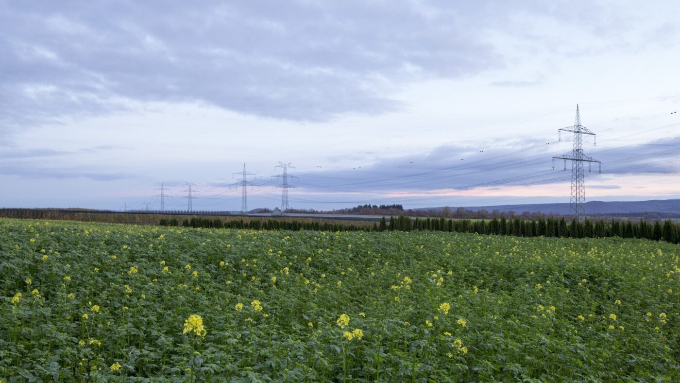 Höchstspannungsfreileitung mit mehreren Strommasten über einem blühenden Feld in der Abenddämmerung