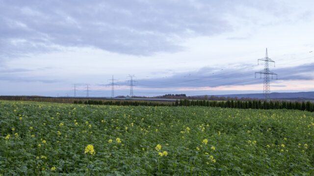 Höchstspannungsfreileitung mit mehreren Strommasten über einem blühenden Feld in der Abenddämmerung