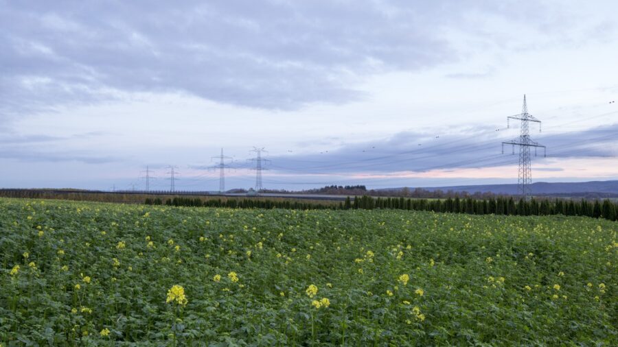 Höchstspannungsfreileitung mit mehreren Strommasten über einem blühenden Feld in der Abenddämmerung